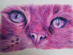 Coloured pencil animal drawings